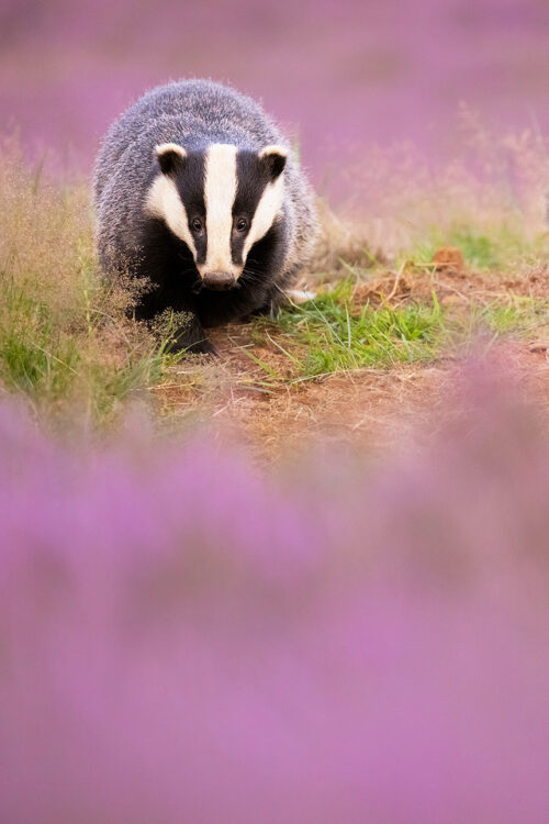 badger in purple heather. An adult European badger surrounded by purple flowering heather. Peak District National Park.