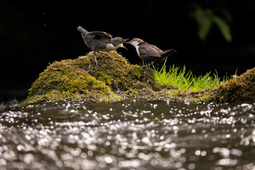 Dipper feeding young. An adult white-throated dipper feeding its chick on a mossy rock. Derbyshire Dales, Peak District National Park.
