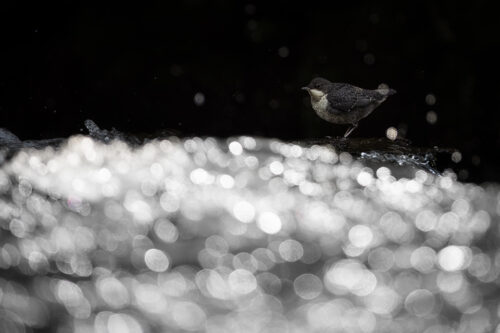 Juvenile Dipper. Portrait of a juvenile white-throated dipper against a black background contrasting with bright bokeh foreground. Derbyshire Dales, Peak District National Park.