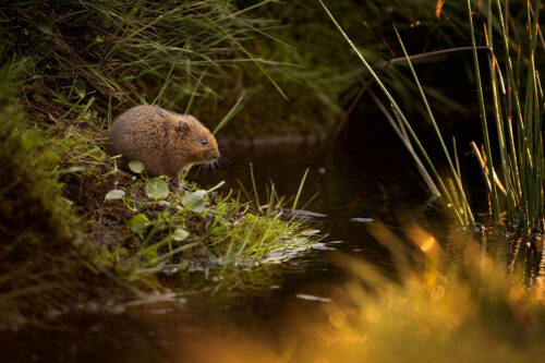 A young Water Vole (Arvicola amphibius) reflected in an upland stream in the Peak District National Park with the golden rays of sunshine catching the long grasses.
