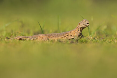 Hardwicke's spiny-tailed lizard in fresh green grassland habitat immediately after the monsoon. Chhapar, Rajasthan, India.