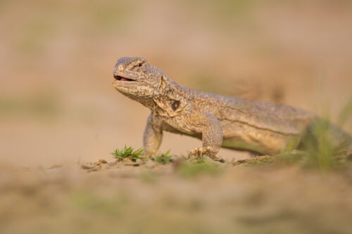 Hardwicke's spiny-tailed lizard feeding on grass shoots immediately after the monsoon. Chhapar, Rajasthan, India.