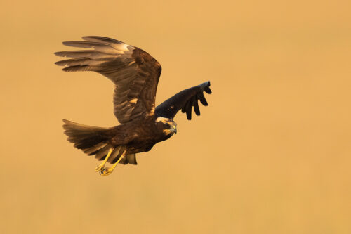 A Male Marsh Harrier hunting over the golden grasslands of Tal Chhapar, Rajasthan, India.