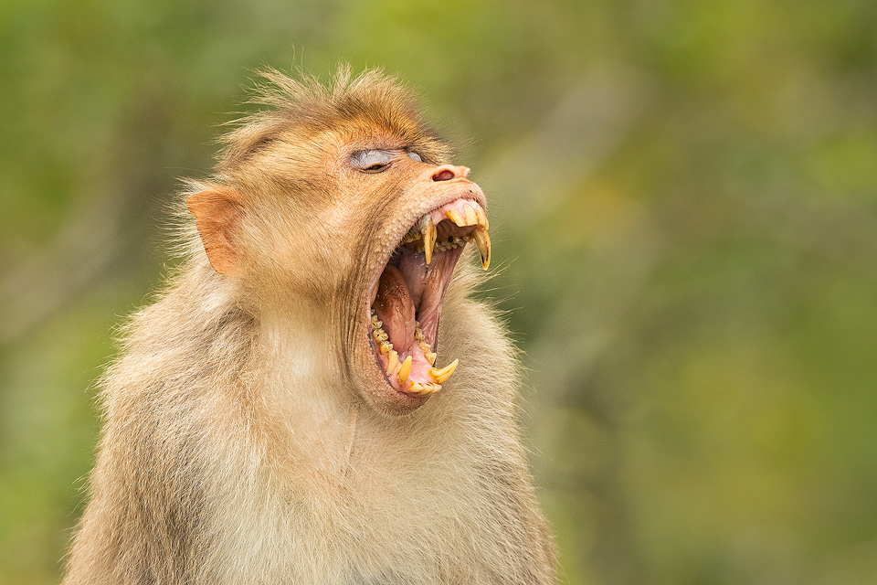 Bonnet Macaque showing powerful canine teeth in the montane rain forests of the Nilgiri Hills, Tamil Nadu India.
