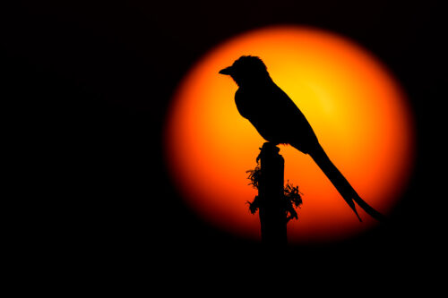 Silhouette of a Black drongo perched on a weathered post in front of the setting sun. Tal Chhapar, Rajasthan, India.