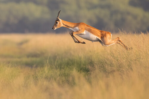 Leaping male blackbuck antelope in the grasslands of Rajasthan. India's Grasslands are home to some of its most endangered species, many of which are endemic. This important habitat now only exists in a handful of places in India and is sadly becoming increasingly scarce.
