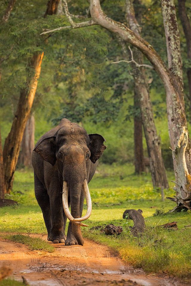 Asian elephant Tusker - Francis J Taylor Photography