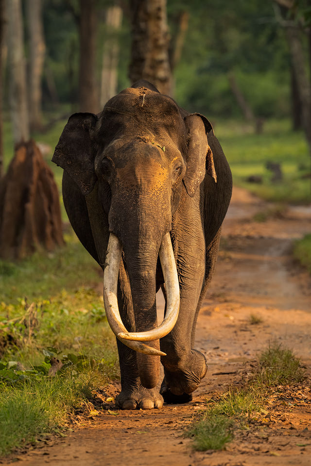 An impressive asian elephant tusker, walking straight towards our vehicle in dappled evening light. It's always intimidating when such a huge animal is heading straight for you, but despite his fearsome tusks this wild bull was particularly docile. Nagarhole National Park, Karnataka, India.