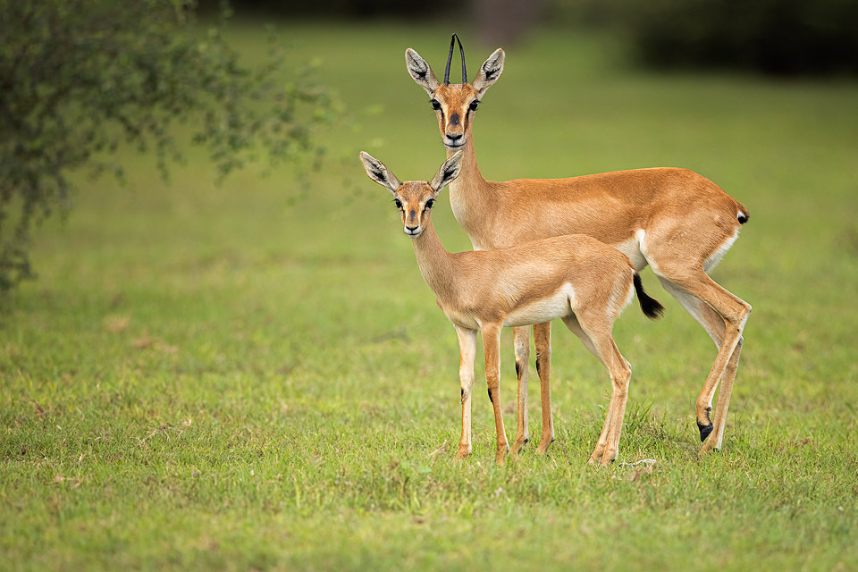 Chinkara and fawn - Francis J Taylor Photography Chinkara and fawn - Francis J Taylor Photography