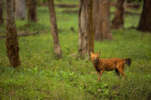 An Alpha male Dhole (Asiatic Wild dog) raises his front paw inquisitively  in the vivid green forests of Nagarhole National Park, Karnataka, India.