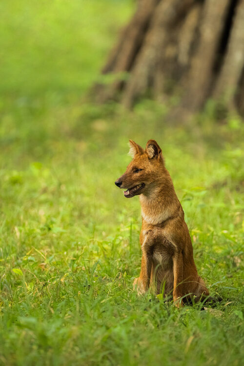 An Asiatic Wild dog  takes a well earned rest after a successful hunt in the vivid green forests of Nagarhole National Park, Karnataka, India.