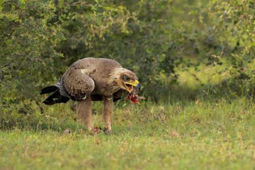 Tawny Eagle eating spiny-tailed lizard. Tal Chhappar, Rajasthan, India.