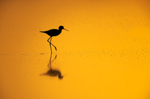 Black winged stilt at sunrise reflected in a salt pan, Tal chhapar, Rajasthan, India.