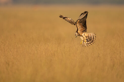 A Juvenile Pallid Harrier hunting locusts in the golden grasslands of Tal Chhapar, Rajasthan, India.