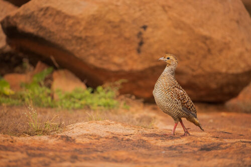 A Grey Francolin poses in front of a red boulder at dawn in the rocky hill forests of Karnataka, India. 
