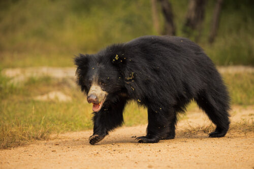 An adult female sloth bear covered in seed pods stuck to her long black shaggy fur. Karnataka, India.