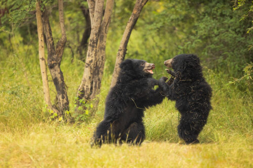 Play fighting sloth bear cubs. Two cub adult sloth bear cubs play fighting against a vivid green forest backdrop in scrub jungle habitat. Karnataka, India.