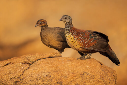 A male and female painted spurfowl pose on a boulder at dawn. Karnataka, India.  These striking members of the pheasant family inhabit the rocky hills and scrub forests of the Indian peninsula. These shy birds are typically seen in pairs or small groups and tend to stay hidden in the undergrowth, rarely taking flight.