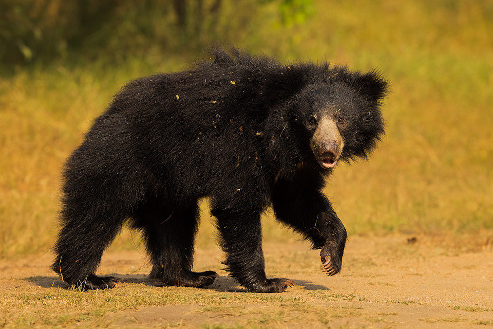 A subadult sloth bear cub crosses the dusty track, in scrub jungle habitat with front paw raised showing powerful claws. Karnataka, India. 