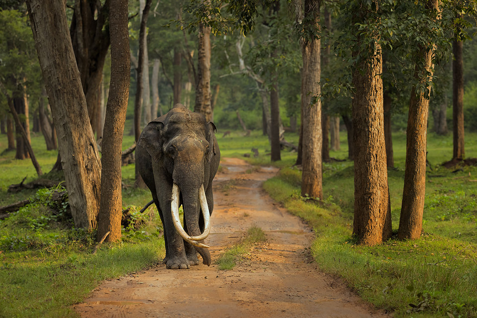 Kabini Forest Tusker. An impressive asian elephant tusker, walking straight towards our vehicle in dappled evening light. It's always intimidating when such a huge animal is heading straight for you, but despite his fearsome tusks this wild bull was particularly docile. Nagarhole National Park, Karnataka, India.