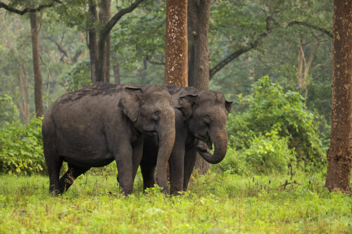 Nagarhole Elephants. Two female asian elephants grazing on fresh green vegetation after monsoon. Nagarhole National Park, Karnataka, India.