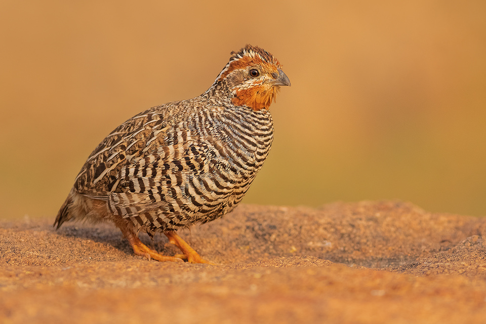 A Striking male Jungle bush-quail poses on a rocky boulder in the dry scrub jungles of Karnaraka, India.