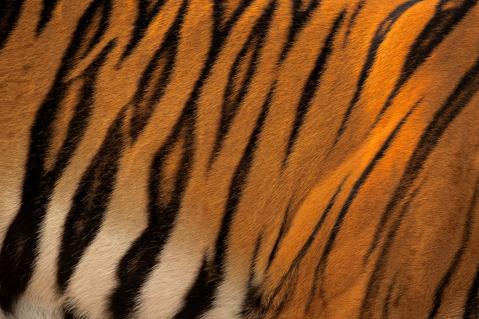 Tiger Stripes II. Close up of a female tigers stripe pattern, showing powerful shoulder muscles. Tadoba National Park, Maharashtra, India