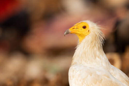 Egyptian Vulture Portrait. Portrait of an adult Egyptian vulture. Jorbeer vulture sanctuary, Rajasthan, India