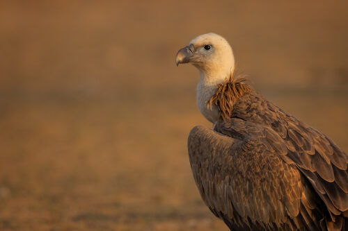 Griffon Vulture Portrait. Headshot portrait of an adult Griffon vulture, in late afternoon light. Jorbeer vulture sanctuary, Rajasthan, India. A group of Griffon vultures is known as a kettle, committee or wake.