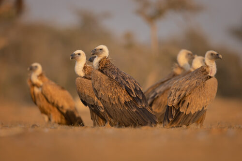 Griffon Vultures. A group of Griffon vultures, Jorbeer vulture sanctuary, Rajasthan, India. A group of Griffon vultures is known as a kettle, committee or wake.