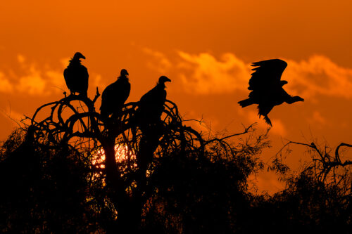 Sunset Griffon Vultures. Three Griffon vultures silhouetted against the setting sun while one takes flight against a bright orange sky. Jorbeer vulture sanctuary, Rajasthan, India. Jorbeer is a government-approved carcass dumping ground where farmers can bring dead cattle. This cow graveyard makes for macabre views and an overpowering stench (not the most pleasant location I’ve visited!) but attracts an astounding variety of raptors, including seven species of vulture!