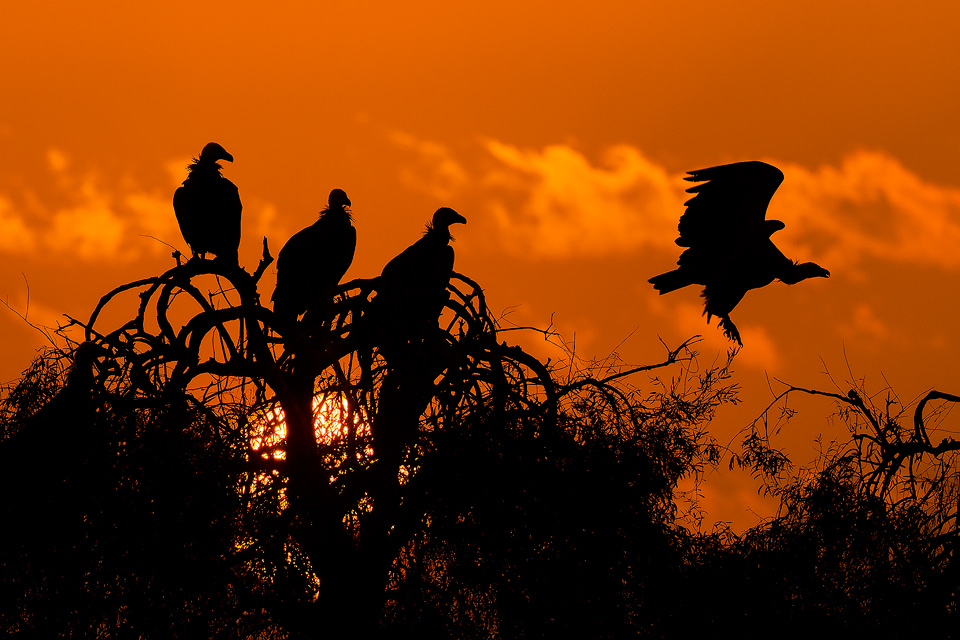 Sunset Griffon Vultures. Three Griffon vultures silhouetted against the setting sun while one takes flight against a bright orange sky. Jorbeer vulture sanctuary, Rajasthan, India. Jorbeer is a government-approved carcass dumping ground where farmers can bring dead cattle. This cow graveyard makes for macabre views and an overpowering stench (not the most pleasant location I’ve visited!) but attracts an astounding variety of raptors, including seven species of vulture!