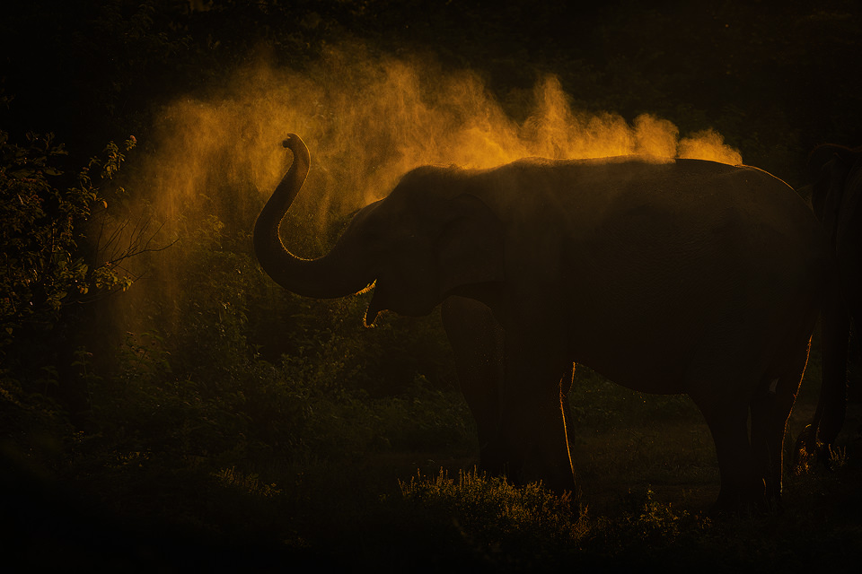Mudbathing Asian Elephant. An Adult Sri Lankan elephant having a dust bath while backlit by stunning early morning light. Udawalawe National Park in Sri Lanka