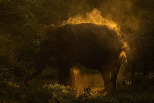 Backlit Asian Elephant. An Adult Sri Lankan elephant having a dust bath, backlit by stunning early morning light. Udawalawe National Park in Sri Lanka