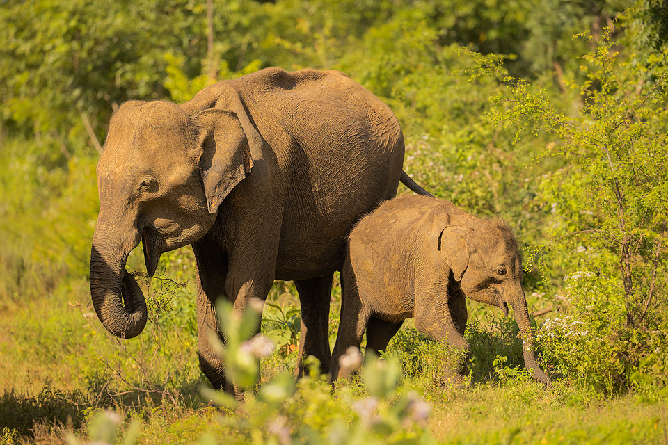 Elephant Mother and Calf grazing. An mother elephant and her tiny calf feeding in warm afternoon sunshine in the jungles of Udawalawe National Park in Sri Lanka
