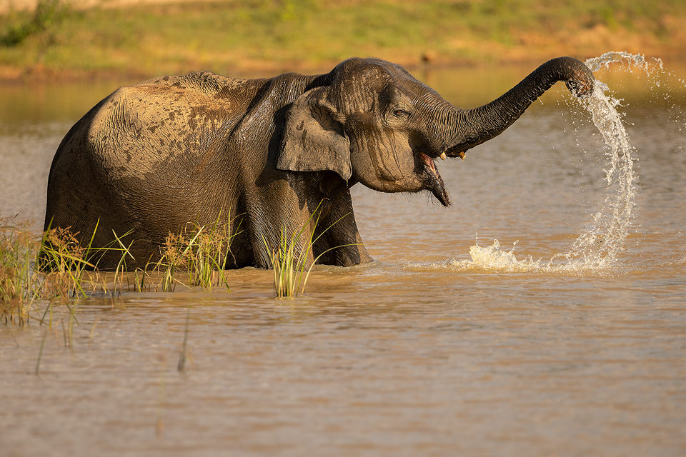 Asian Elephant Playing. A young Asian elephant enjoying a cooling bath in the scorching afternoon heat. Udawalawe National Park, Sri Lanka. 