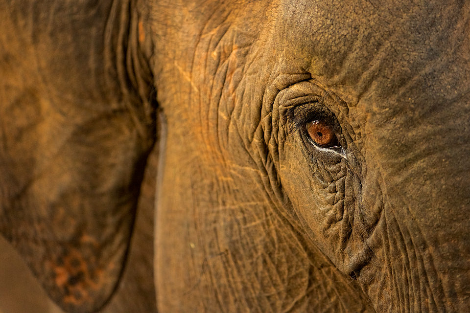 Elephant eye. Close up of a Sri lankan elephants beautiful amber coloured eye and long eyelashes. Udawalawe National Park, Sri Lanka