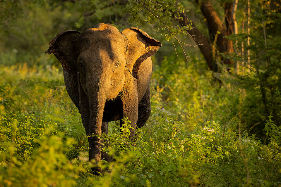 Charging elephant. We had been watching these elephants from a distance whilst they grazed in the jungle. Suddenly this female decided she'd had enough of our presence and charged trumpetting out of the jungle. We immediately moved off from the group and left them in peace. Udawalawe National Park in Sri Lanka.