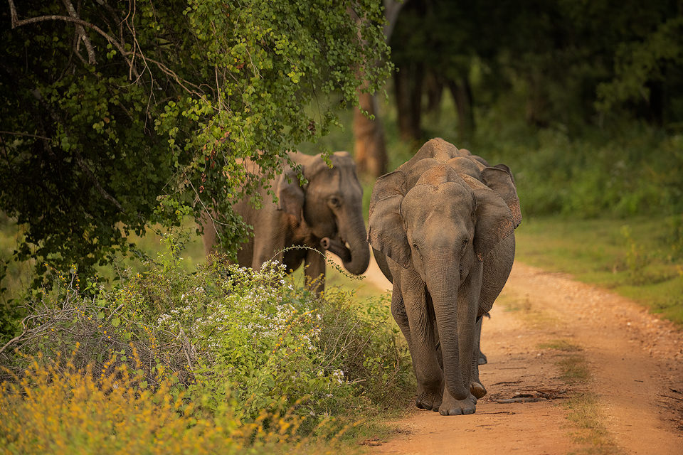 Marching Elephants. Sri Lankan elephants marching in single file along a dusty track. Udawalawe National Park in Sri Lanka.