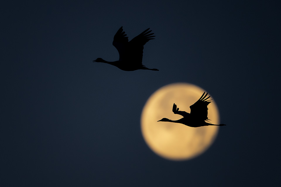 Demoiselle Crane Silhouette. Two demoiselles in flight just before dawn, creating a silhouette against a stunning full moon. Khichan, Rajasthan, India.  Khichan is a village in Rajasthan, India. The village is best known for the large number of demoiselle cranes that visit every winter. This conservation success story began with less than one hundred cranes in the 1970s, when Mr.Ratan Lal Maloo AKA the Bird Man of Khichan began feeding the local wildlife. Khichan now hosts over 30,000 demoiselle cranes from as early as August each year to as late as March of the following year.