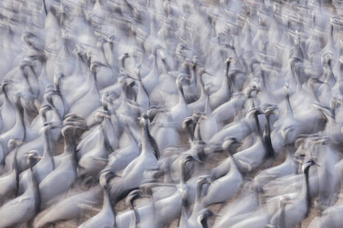 Abstract Demoiselle Cranes. Abstract image taken using a slow shutter speed of thousands of densely packed demoiselle cranes  feeding in the central village square. Khichan, Rajasthan, India. 