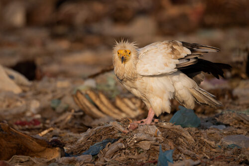 Adult Egyptian vulture perched on a pile of plastic feeding on part of a carcass. Jorbeer vulture sanctuary, Rajasthan, India. The population of Egyptian vultures decreased dramatically in recent years and is now endangered. This decline in numbers is largely due to poisoning when they unknowingly feed on carcasses that are full of harmful chemicals and lead.