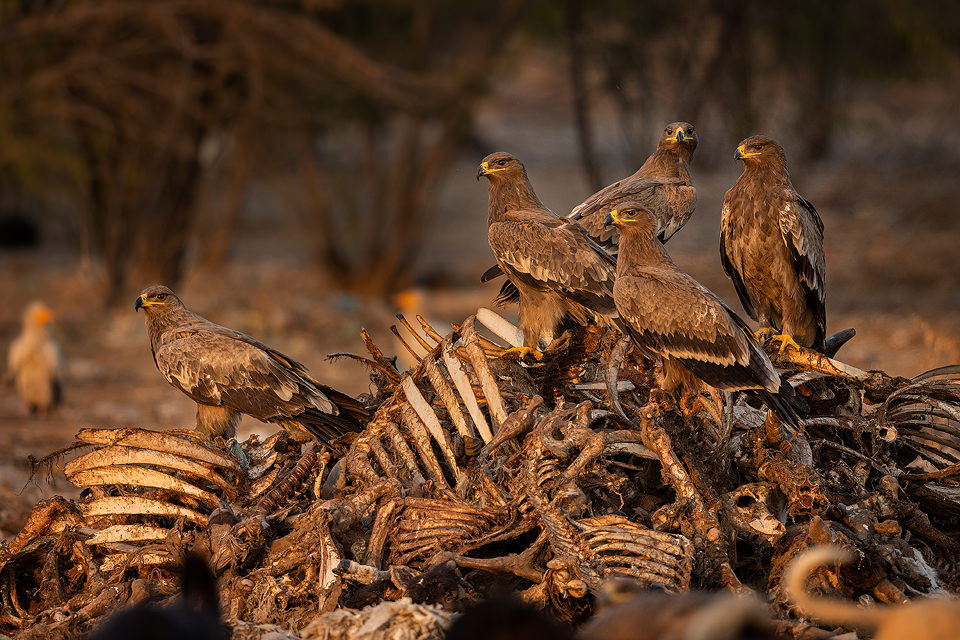 steppe eagles perch on a pile of bones in warm evening light at India's first Vulture Conservation Reserve in Rajasthan. Jorbeer is a government-approved carcass dumping ground where farmers can bring dead cattle. This cow graveyard makes for macabre views and an overpowering stench (not the most pleasant location I've visited!) but attracts an astounding variety of raptors, including seven species of vulture!