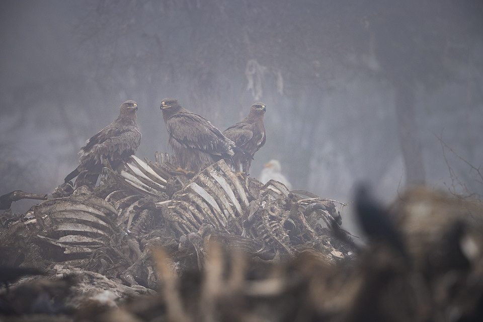The Bone Graveyard. Three imposing steppe eagles perch on a pile of bones in dense fog at India's first Vulture Conservation Reserve in Rajasthan.