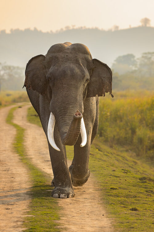 Charging Tusker. An impressive asian elephant tusker charging down the road towards us and warning us to keep our distance. Kaziranga National Park, Assam, India. 