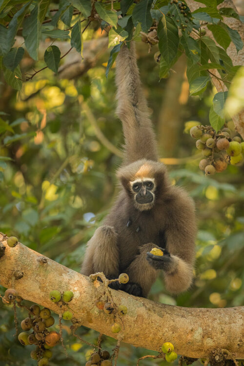 A female western hoolock gibbon feeding on a fruit tree in early morning light. Kaziranga National Park, Assam, India. The western hoolock gibbon is India's only ape and a species that has been on my list to see for many years, this time my luck came through and I spent a couple of productive mornings with a family whose territory bordered an accessible road.