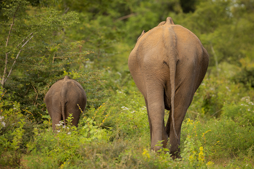 Little and Large; Elephant Mother and Calf. A female asian elephant and her calf make their way through the dense leafy jungles of Udawalawe National Park in Sri Lanka.