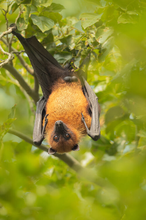 Indian Flying Fox (Pteropus medius) roosting during the day time in a large communal roost. Bharatpur Bird sanctuary (Keoladeo National Park) Rajasthan, India.