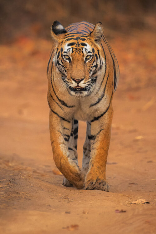 Dotty, a 10 year old tigress walking straight towards the jeep. Bandhavgarh National Park, Madhya Pradesh, India.