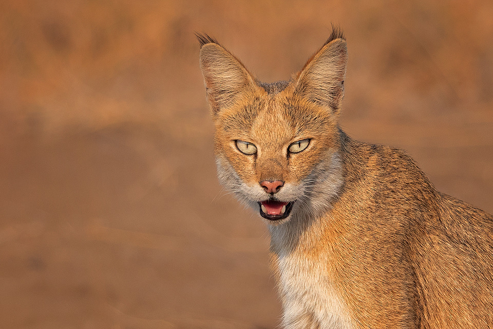 Jungle Cat Portrait. close up of a Jungle cat in grassland habitat illuminated by evening light. Velavadar National Park, Gujarat, India. 